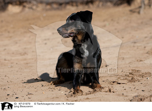 liegender Beauceron / lying Beauceron / KF-01979