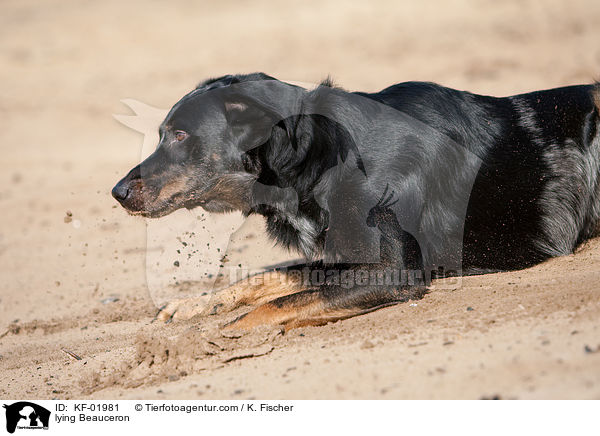 liegender Beauceron / lying Beauceron / KF-01981