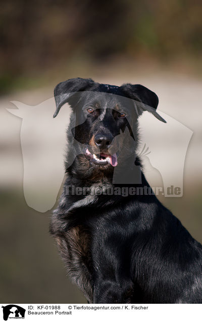 Beauceron Portrait / Beauceron Portrait / KF-01988