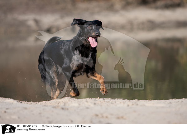 rennender Beauceron / running Beauceron / KF-01989