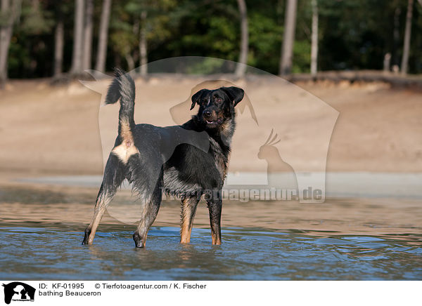 badender Beauceron / bathing Beauceron / KF-01995