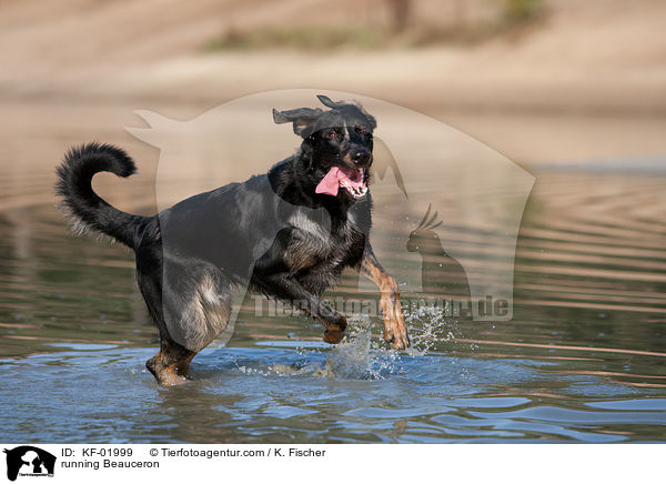 rennender Beauceron / running Beauceron / KF-01999