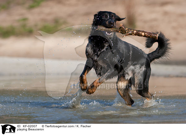 spielender Beauceron / playing Beauceron / KF-02007