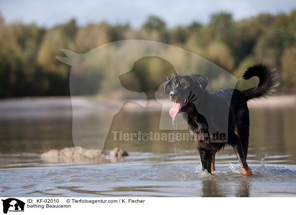 badender Beauceron / bathing Beauceron / KF-02010