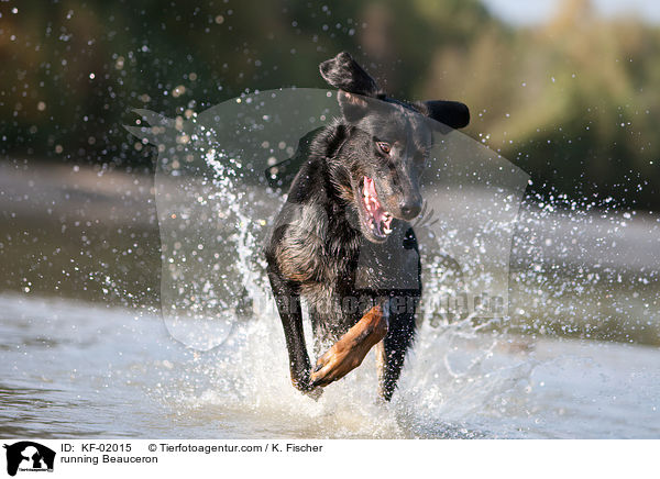 rennender Beauceron / running Beauceron / KF-02015