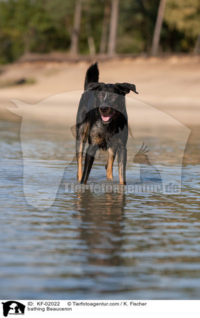 bathing Beauceron / KF-02022