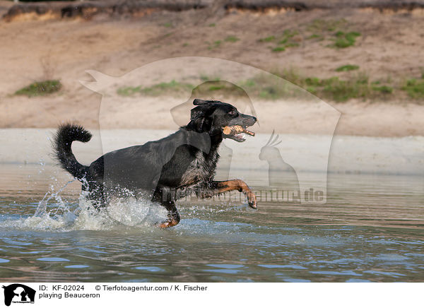 spielender Beauceron / playing Beauceron / KF-02024