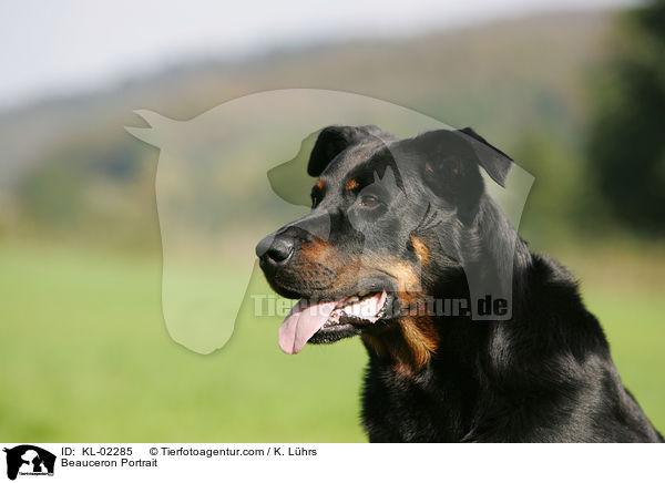 Beauceron Portrait / Beauceron Portrait / KL-02285