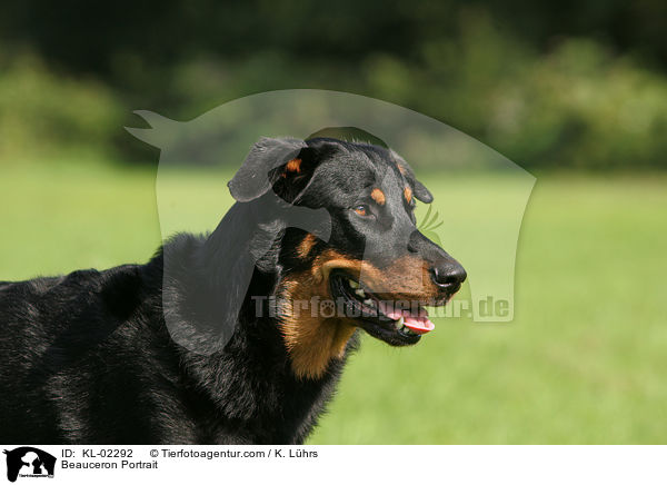 Beauceron Portrait / Beauceron Portrait / KL-02292