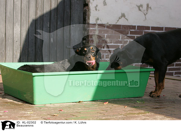 Beaucerons / Beaucerons / KL-02302