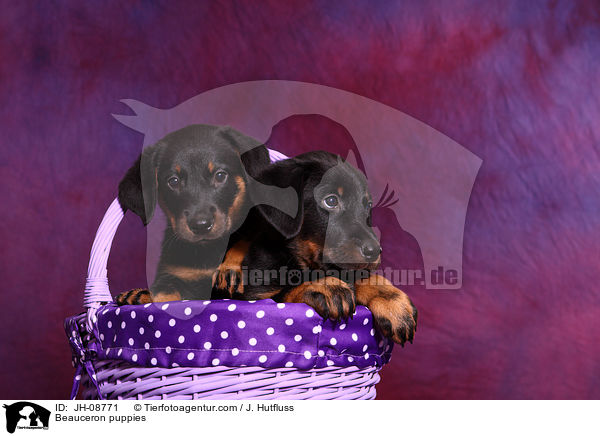 Beauceron puppies / JH-08771