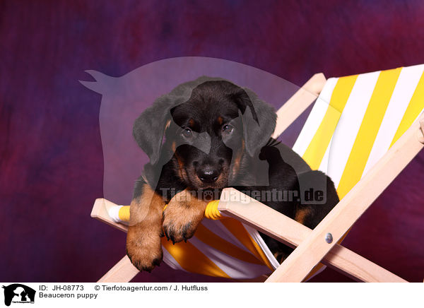 Beauceron Welpe / Beauceron puppy / JH-08773