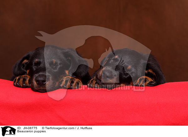 Beauceron Welpen / Beauceron puppies / JH-08775