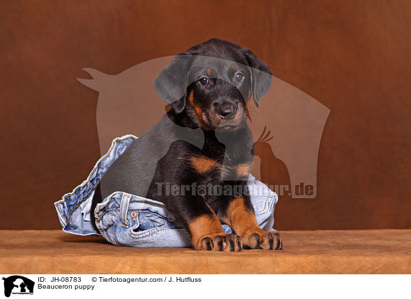 Beauceron puppy / JH-08783