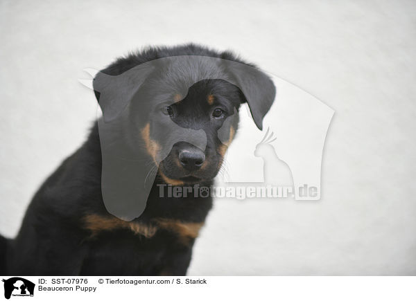 Beauceron Welpe / Beauceron Puppy / SST-07976