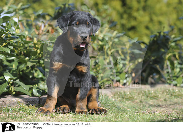 Beauceron Puppy / SST-07983