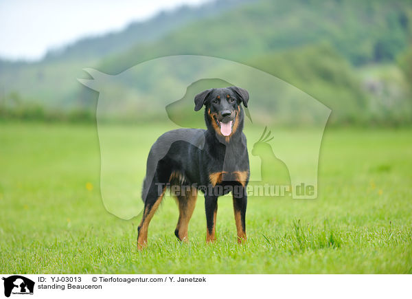 standing Beauceron / YJ-03013