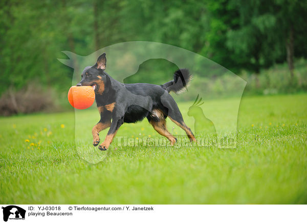 spielender Beauceron / playing Beauceron / YJ-03018