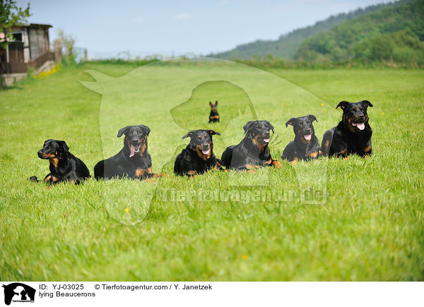 liegende Beaucerons / lying Beaucerons / YJ-03025