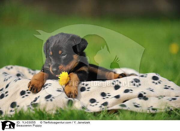 Beauceron Puppy / YJ-03055