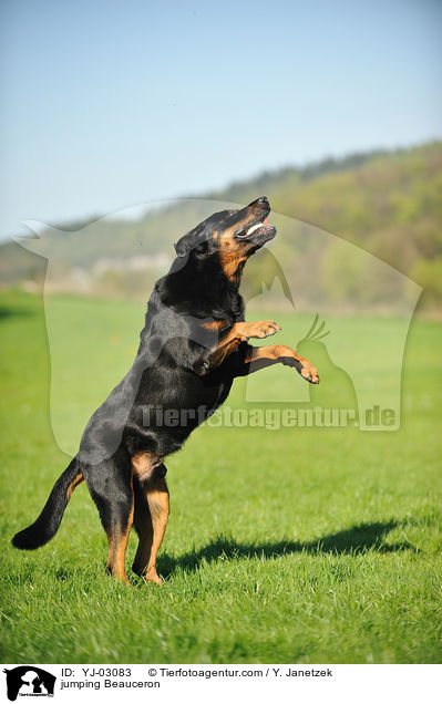 springender Beauceron / jumping Beauceron / YJ-03083