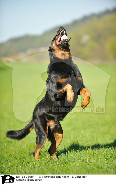 jumping Beauceron / YJ-03084