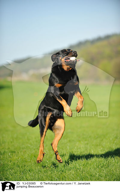 springender Beauceron / jumping Beauceron / YJ-03085