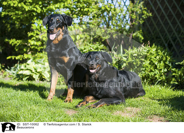 Beaucerons / Beaucerons / SST-10062