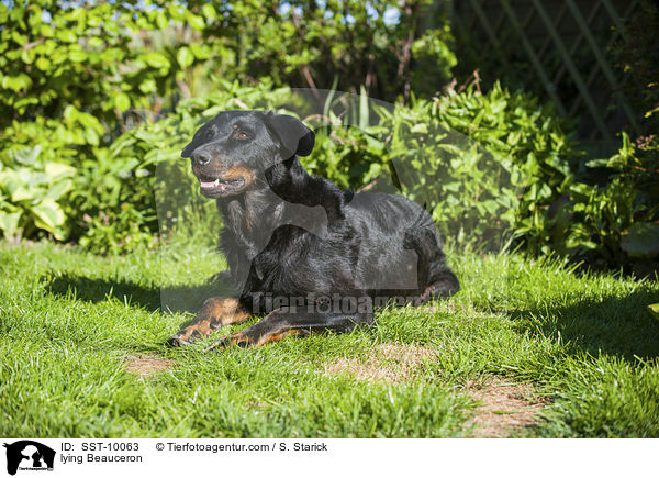 liegender Beauceron / lying Beauceron / SST-10063
