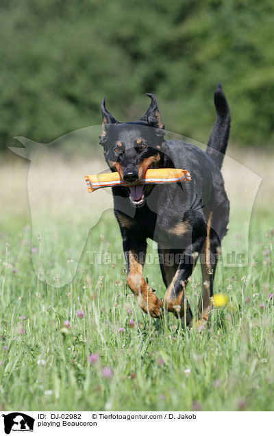 spielender Beauceron / playing Beauceron / DJ-02982
