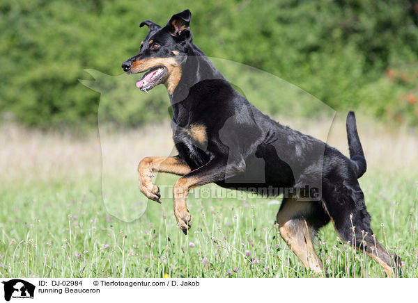 rennender Beauceron / running Beauceron / DJ-02984