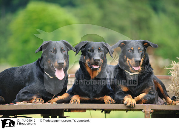3 Beaucerons / 3 Beaucerons / YJ-05012