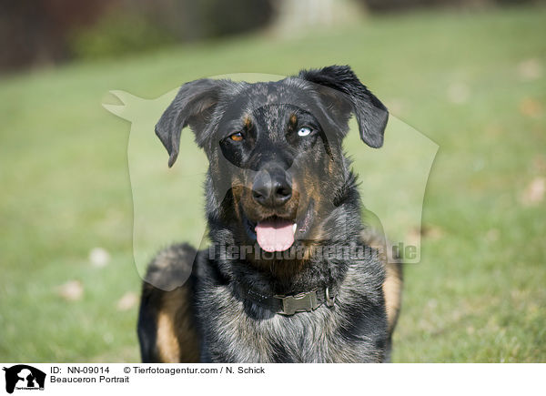 Beauceron Portrait / Beauceron Portrait / NN-09014