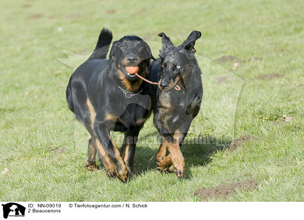 2 Beaucerons / NN-09019