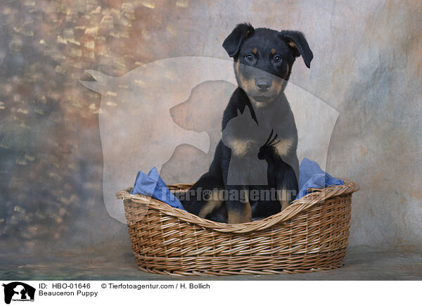 Beauceron  Welpe / Beauceron Puppy / HBO-01646