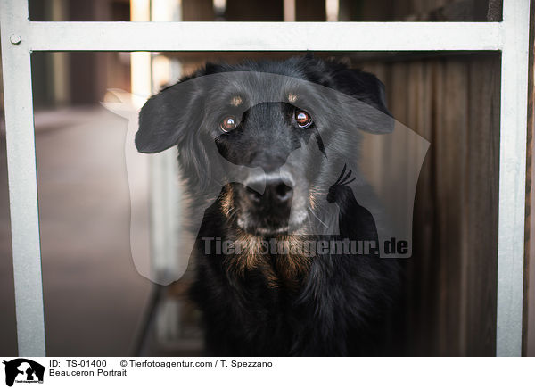 Beauceron Portrait / TS-01400