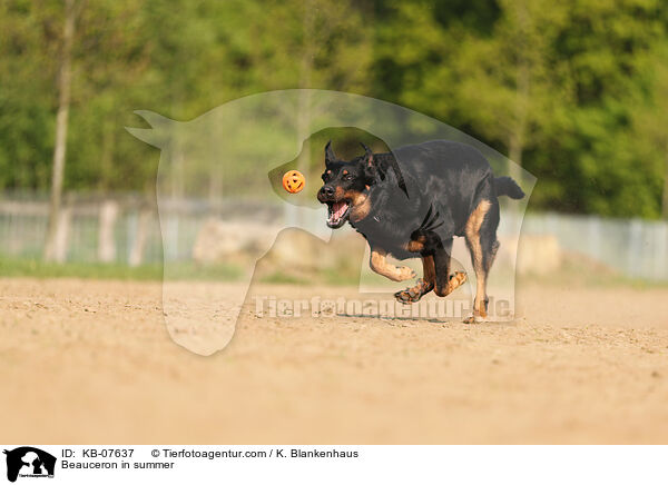 Beauceron im Sommer / Beauceron in summer / KB-07637