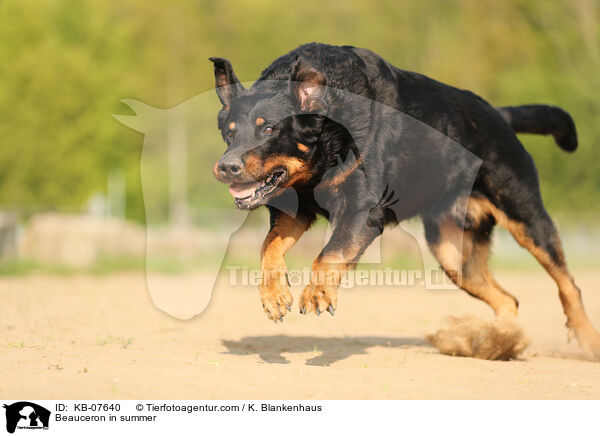 Beauceron im Sommer / Beauceron in summer / KB-07640