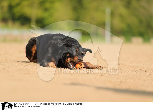 Beauceron im Sommer / Beauceron in summer / KB-07641