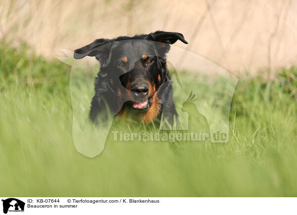 Beauceron im Sommer / Beauceron in summer / KB-07644