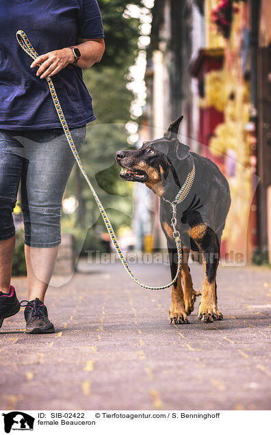 Beauceron Hndin / female Beauceron / SIB-02422