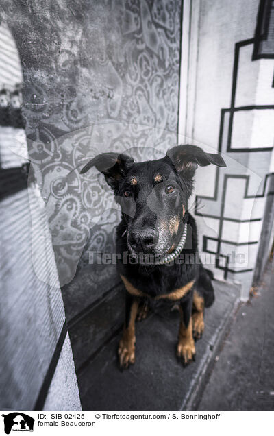 Beauceron H�ndin / female Beauceron / SIB-02425