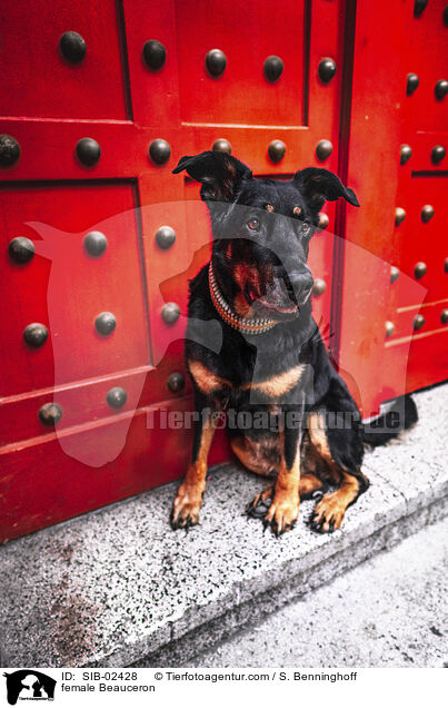 female Beauceron / SIB-02428