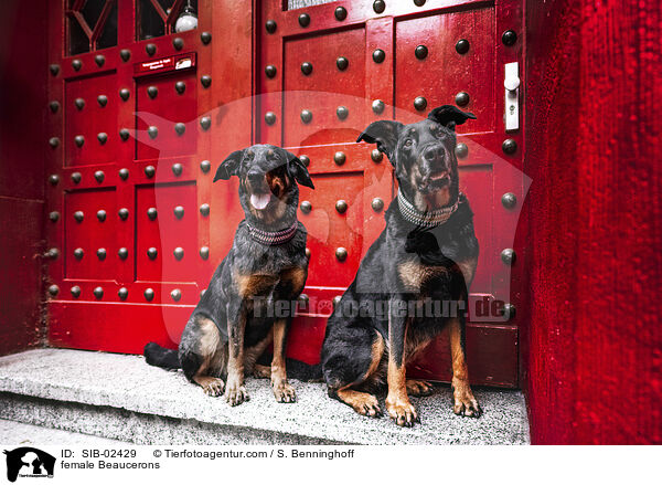 Beauceron Hndinnen / female Beaucerons / SIB-02429