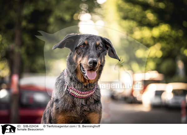 Beauceron Hndin / female Beauceron / SIB-02434