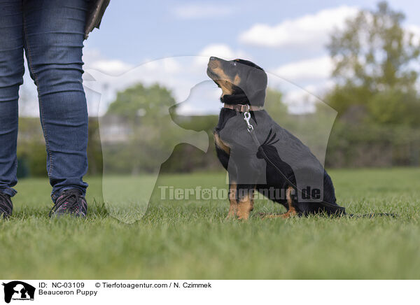 Beauceron Welpe / Beauceron Puppy / NC-03109