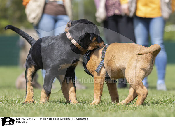 Puppies / NC-03110