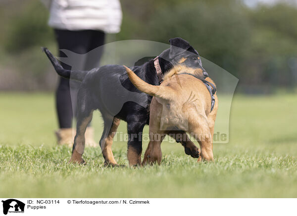 Welpen / Puppies / NC-03114