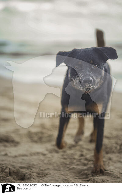 Beauceron / Beauceron / SE-02052