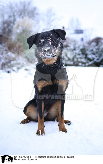 Beauceron im Schnee / Beauceron in snow / SE-02056